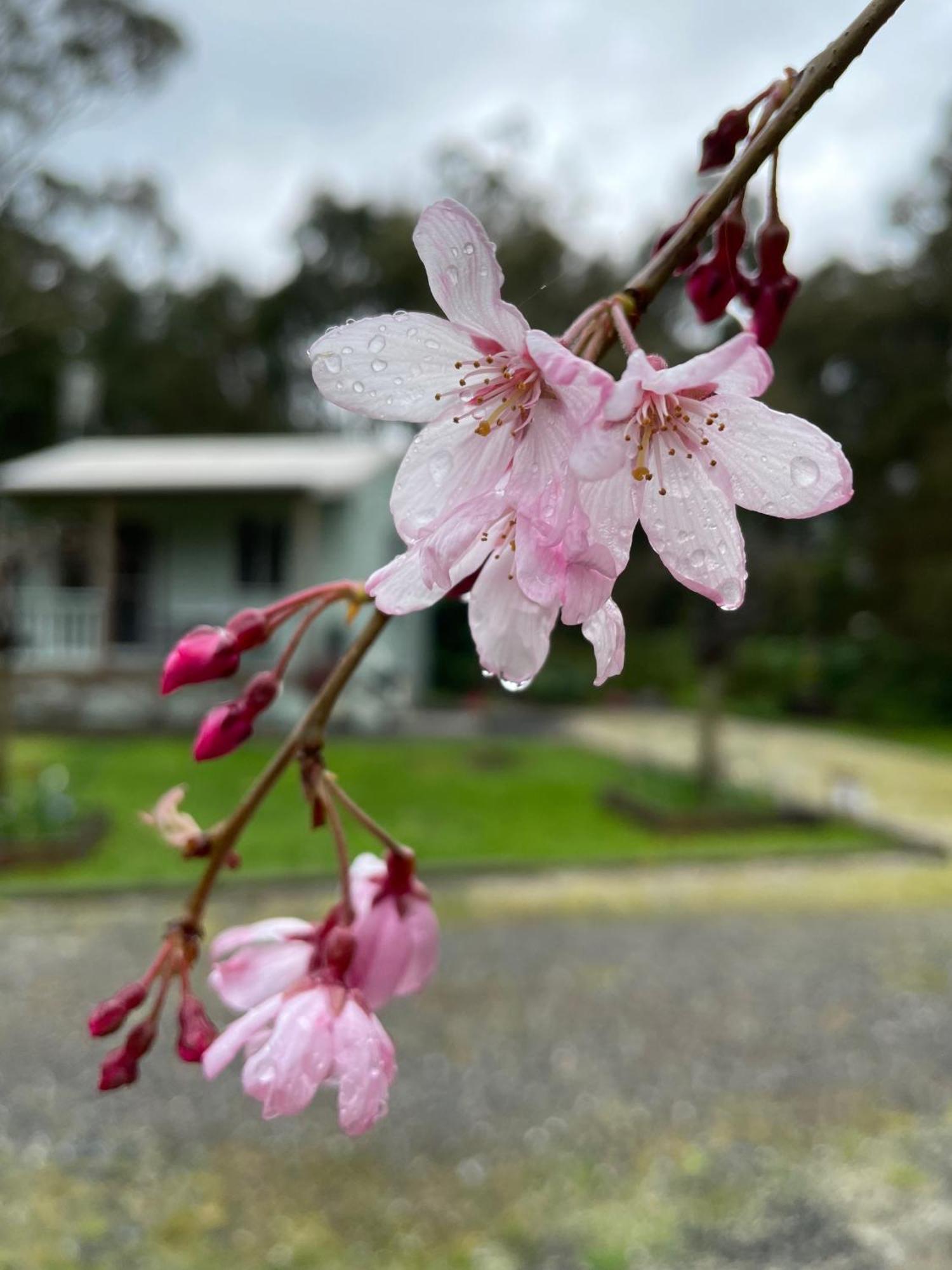 Tindoona Cottages Foster Extérieur photo